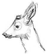 this is a deer illustrated by Michael Barinov