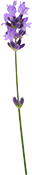 flower of the violet color