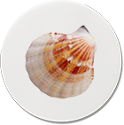 badge shell
