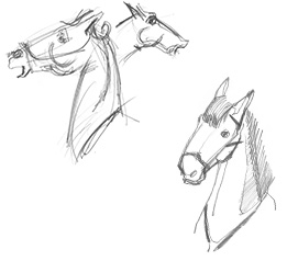 some sketches of horseys